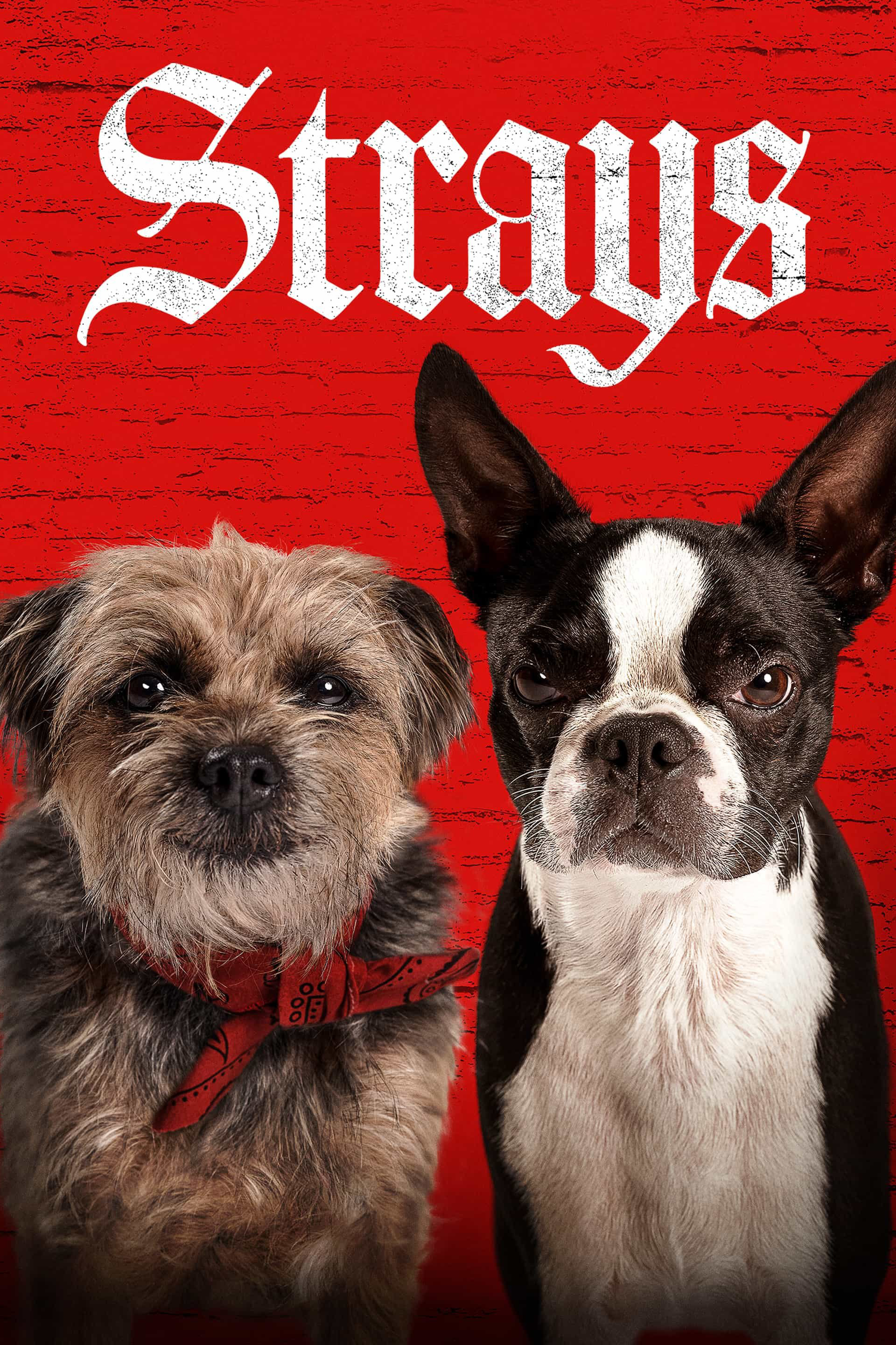 Strays (2023) [274463] (A1694000957) [[Movies]] --Plex--